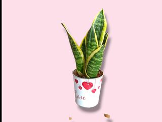 Sansevieria Love