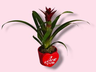 Guzmania Love