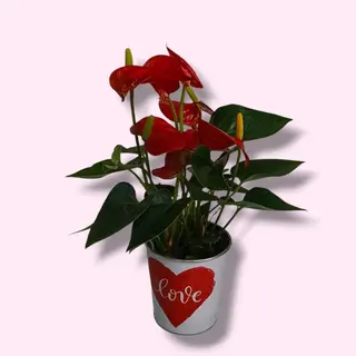 Anturio Rojo "Love"