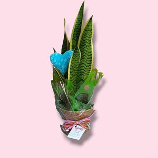 Sansevieria Corazón Mama
