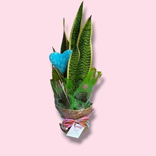 Sansevieria Corazón Mama
