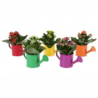 Kalanchoe con base en forma de regadera colores