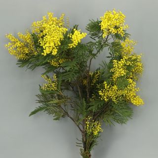 Mimosa