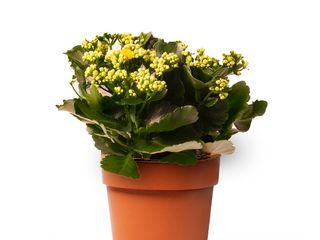 Kalanchoe Amarilla