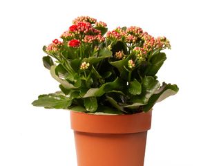 Kalanchoe Roja