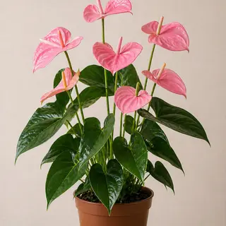 Anthurium Rosa