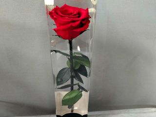 Rosa eterna roja 27-32 Cm.