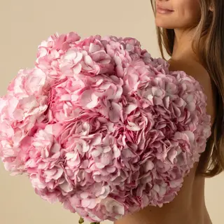 10 hortensias rosas