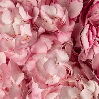 Tallo de Hortensia rosa