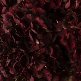 Tallo de Hortesnia granate