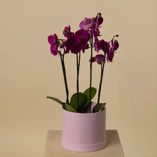 2 orquídeas luxury