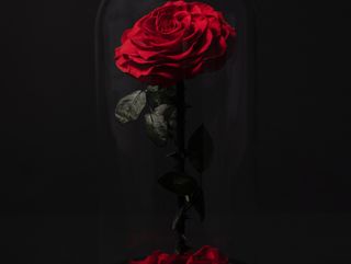 Cúpula Bella y bestia 1