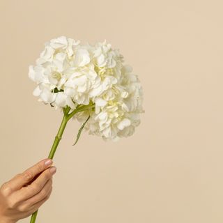 Tallo de hortensia blanca (elija cantidad)