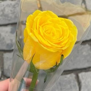 Tallo Rosa Amarilla