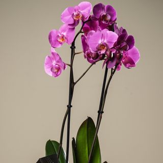 Orquidea Morada
