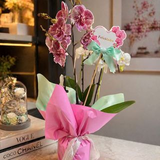 Orquídea premium de 2 baras