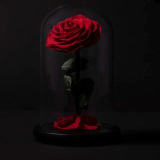 cupula rosa preservada roja