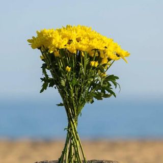 ramo de margaritas exclusiva