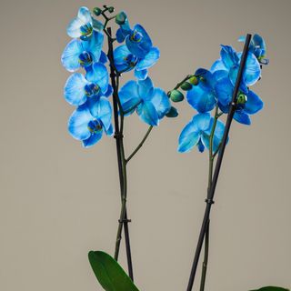 Orquídea Azul