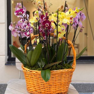 Imperio de orquideas variadas