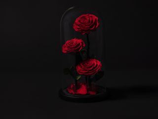 Cupula bella y bestia 3