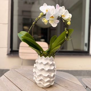 Orquidea Premium en base