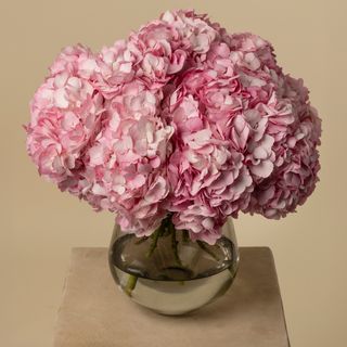 Ramo de 5 Hortesnias premium rosas