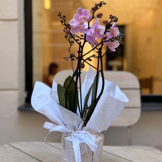 Mini orquidea 3 baras.