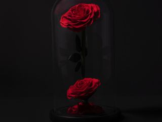 Cúpula bella & bestia