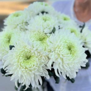 10 tallos crisantemos blancos