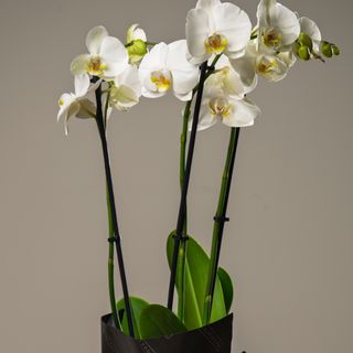 Orquidea blanca
