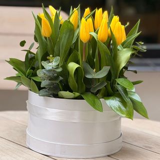 caja de 20 tulipanes