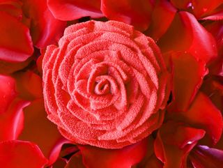 Flor de San Valentín Rosa