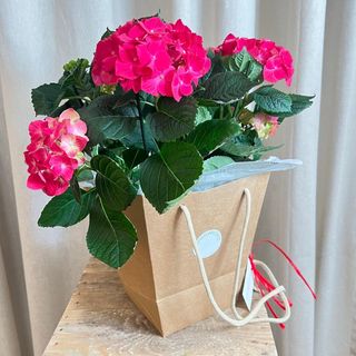 Hortensia en Bolsa