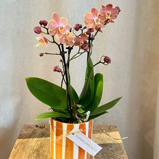 Orquidea 