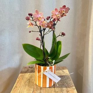Orquidea