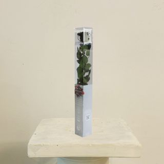 Rosa Negra Eterna Preservada 