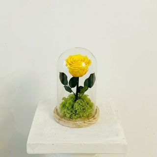 Cúpula de la Bella y la Bestia "Rosa Eterna Amarilla"