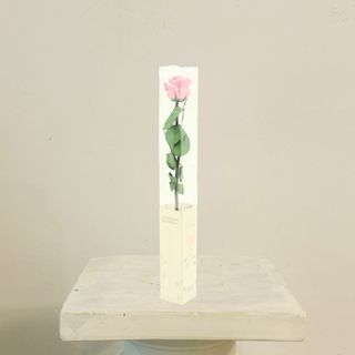 Rosa Rosa Eterna Preservada