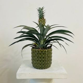 Planta Piña