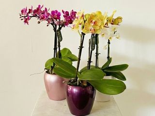 Orquídea Míni + Tiesto Incluido "8M"