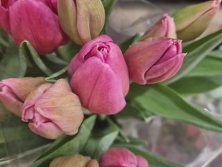 Ramo de tulipanes color según disponibilidad