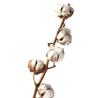 Vara de algodón natural