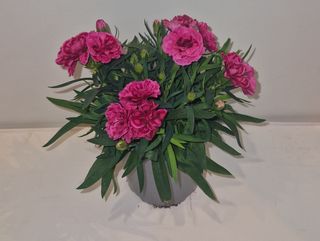 Clavelina color según disponibilidad