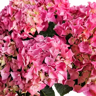 Hortensias color según disponibilidad
