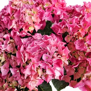 Hortensias color según disponibilidad