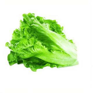 Lechuga
