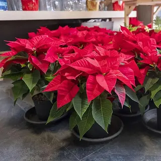PLANTA DE NAVIDAD