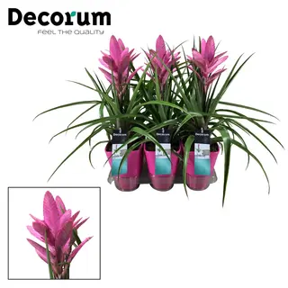 Tillandsia