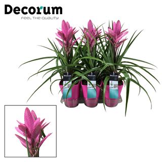 Tillandsia